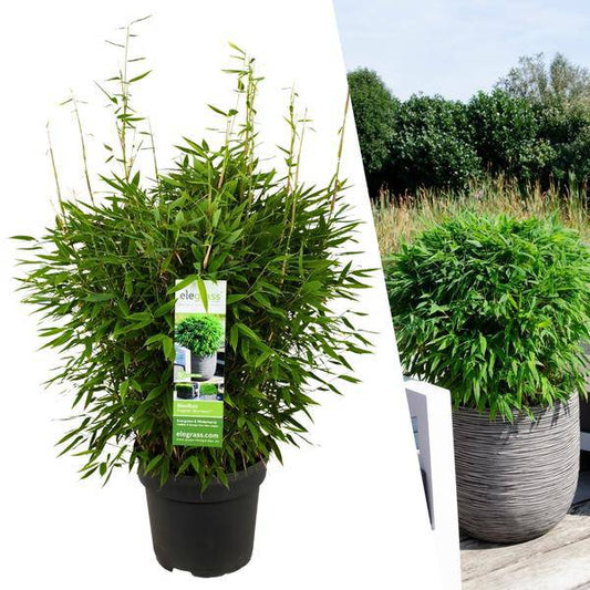 Fargesia moontears Boobux - Bambus - Ø29cm - ↕70cm