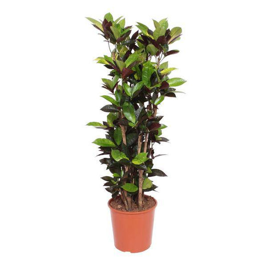 Wunderstrauch – Codiaeum Iceton Croton Iceton – Zimmerpflanze ca. 140cm Höhe – Ø27cm Topf – farbenfrohe Blattschmuckpflanze für Innenräume 