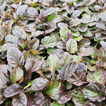 Kriechender Günsel Ajuga reptans – 6 Pflanzen – ↕10-25cm – Ø9cm – Bodendecker – Halbschatten & Schatten – Blühend & pflegeleicht