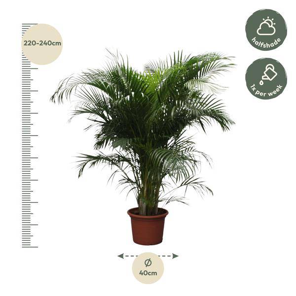 Goldfruchtpalme - Dypsis Lutescens - Areca-Palme - Zimmerpflanze - 230cm - ø40cm