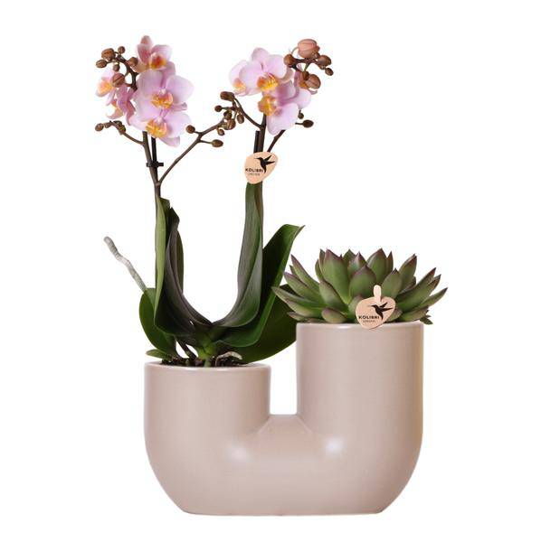 Set aus Rosa Orchidee Andorra und Sukkulente im Sandfarbenen Tube-Dekotopf - Topfgröße Ø9cm | Blühende Zimmerpflanze - Frisch vom Züchter - Oasis of Life