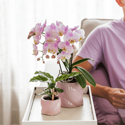 Calathea - Korbmarante - Zimmerpflanze - Ø6cm
