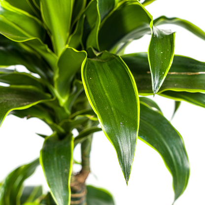 Dracaena Deremensis Dorado – Drachenbaum – Zimmerpflanze – Ø21cm – Höhe 100–120cm – Dunkelgrüne Blätter mit gelbem Rand – Pflegeleicht & dekorativ 