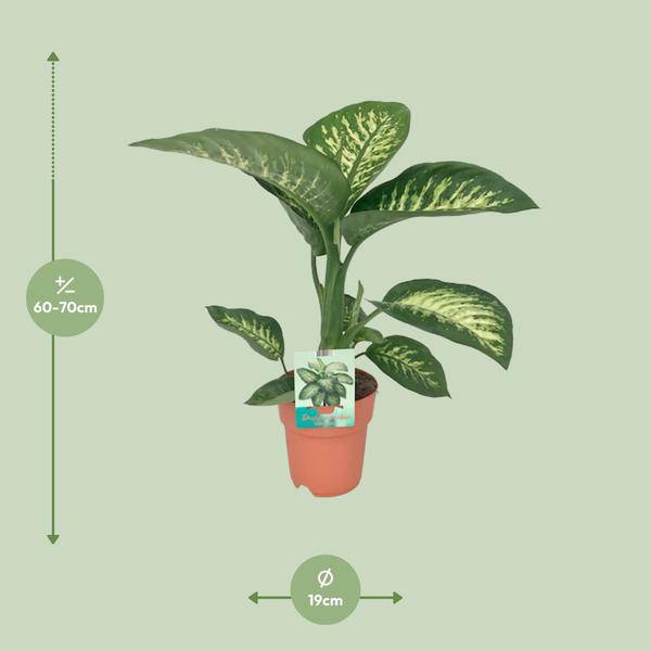 Dieffenbachie - Dieffenbachia seguine 'Tropic Snow' - Zimmerpflanze - Ø19cm - ↕70cm