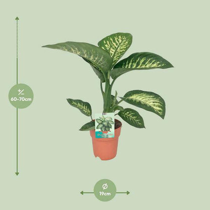 Dieffenbachie - Dieffenbachia seguine 'Tropic Snow' - Zimmerpflanze - Ø19cm - ↕70cm