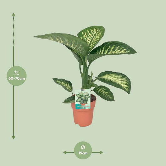 Dieffenbachie - Dieffenbachia seguine 'Tropic Snow' - Zimmerpflanze - Ø19cm - ↕70cm