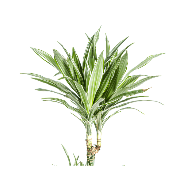 Dracaena Deremensis Weißer Streifen Ø27cm - ↕180cm - Oasis of Life