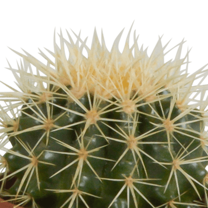 Kaktusmischung 10,5 cm - 3 Stück