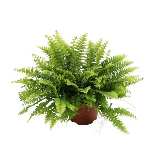 Nephrolepis Boston Green – Bostonfarn – Zimmerpflanze – Ø12cm – ↕20cm – Luftreinigende Hängepflanze für Innenräume – Pflegeleichter Farn für Wohnzimmer, Schlafzimmer & Büro 