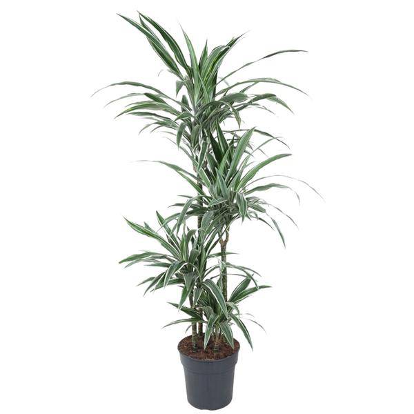 Drachenbaum - Dracaena Warneckei - Zimmerpflanze - 150cm - ø24cm