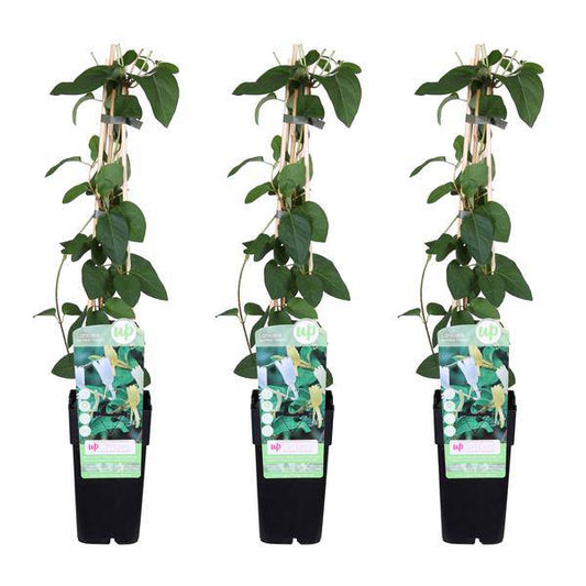 Gelbbunte Geißschlinge - Lonicera japonica 'Halliana' - ↨65cm - Ø15cm - 3 Stück 
