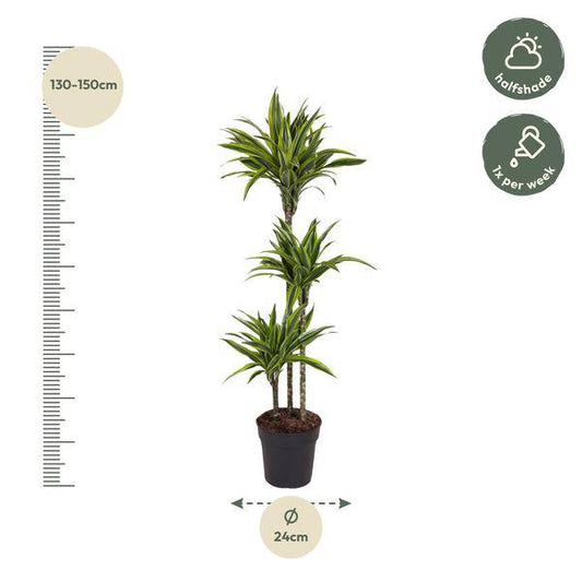 Drachenbaum – Dracaena Lemon Lime 140cm – Ø24cm – Zimmerpflanze mit grün-gelben Blättern – Pflegeleichte exotische Grünpflanze für Wohnzimmer, Büro & Wintergarten 