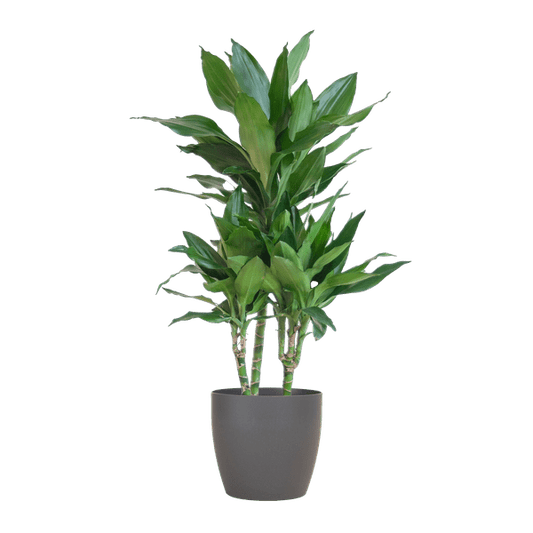 Dracaena Janet Lind 95cm – Drachenbaum Zimmerpflanze Ø21cm – pflegeleichte grüne Pflanze mit Viber Topf Grau – luftreinigende Pflanze für Wohnzimmer & Büro 