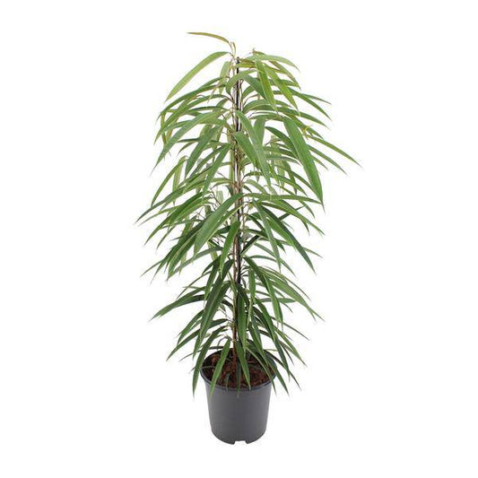 Schmalblättrige Birkenfeige - Ficus Binnendijkii Alii - Zimmerpflanze - Ø21cm - ↕80cm 