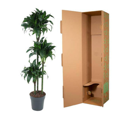Drachenbaum - Dracaena Tatuade - Zimmerpflanze - 140cm - ø24cm