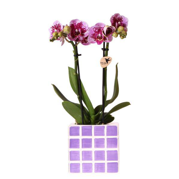 Phalaenopsis Orchidee El Salvador Lila gesprenkelt – inkl. Mosa Ziertopf Lila Ø9cm – Zimmerpflanze mit 2–3 Blütenstielen 