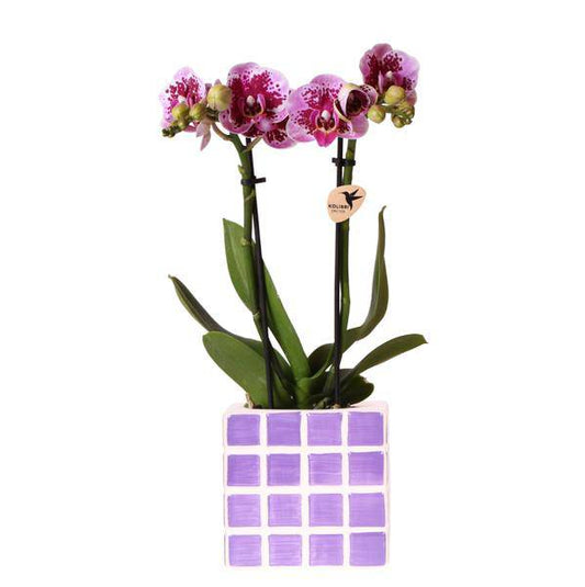 Phalaenopsis Orchidee El Salvador Lila gesprenkelt – inkl. Mosa Ziertopf Lila Ø9cm – Zimmerpflanze mit 2–3 Blütenstielen 