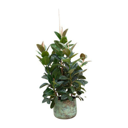 Gummibaum - Ficus Robusta - ZaGummibaum – Ficus Robusta – Zimmerpflanze 150cm – Ø38cm – XXL-Pflanze mit großen dunkelgrünen Blättern – Immergrüne Kübelpflanze für Wohnzimmer & Büro – Pflegeleichtimmerpflanze - 150cm - ø38cm 