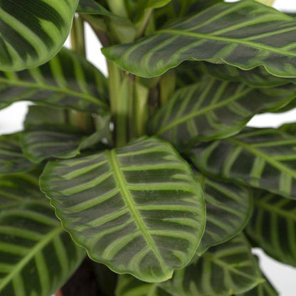 Calathea Zebrina - Pauenpflanze - Ø19cm - ↕80cm - Oasis of Life