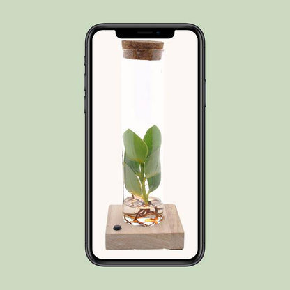 Clusia Im Röhrenglas + LED - Ø5cm - ↕10cm