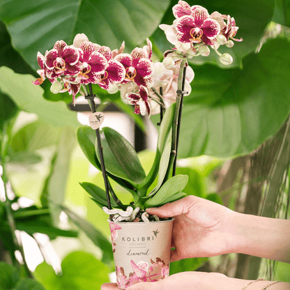 Phalaenopsis Orchideen Spanien Gelb-Rot - Topfgröße Ø9cm - Zimmerpflanze - 4 Stück