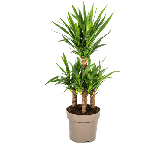 Yucca Elephantipes Ø30cm - ↕100cm - Oasis of Life