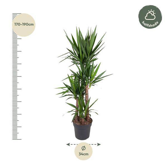 Riesen-Palmlilie – Yucca Elephantipes – Zimmerpflanze – Ø34cm – ↕180cm – Pflegeleicht & Robust – Für Innen & Außen 