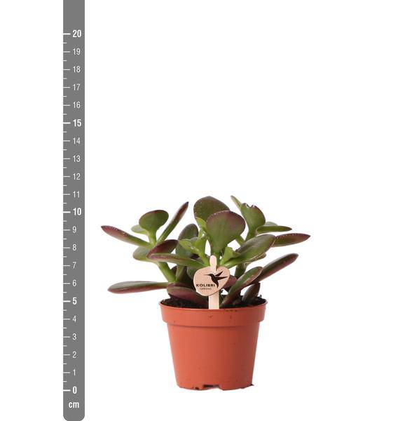 Grüne Pflanze - Sukkulente Crassula Ovata - grüne Zimmerpflanze - frisch aus der Gärtnerei - Ø6cm - Oasis of Life