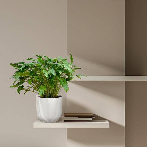 Baumfreund - Philodendron Xanadu - Zimmerpflanze - 80cm - Ø27cm