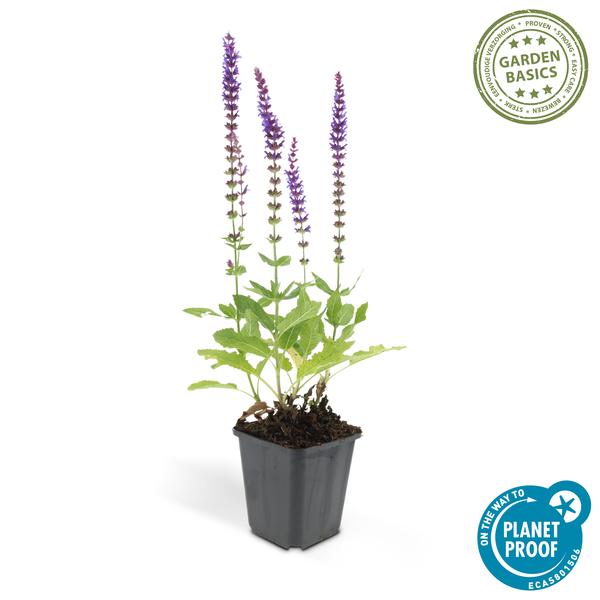 Blüten-Salbei Salvia nemorosa 'Ostfriesland' – 10–25 cm – Ø9 cm – 20 Pflanzen – Robuste, pflegeleichte Staude für Beete & Garten