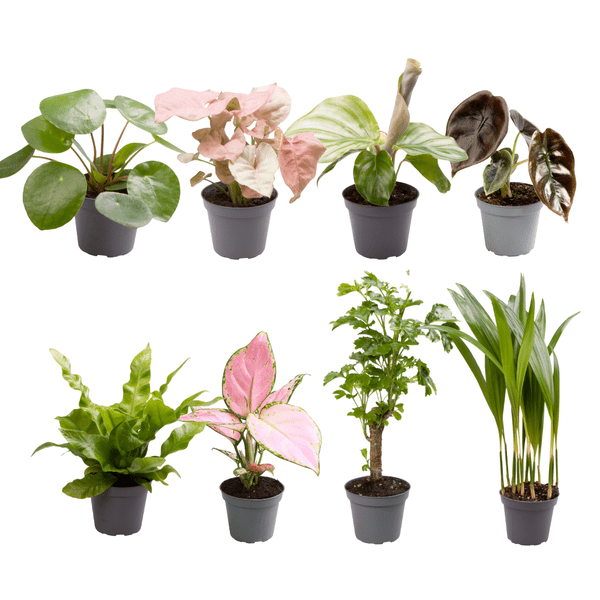 Babypflanzen Überraschungsbox – 8 Mini Zimmerpflanzen im Mix – Ø6cm – Höhe ca. 10cm – pflegeleichte Pflanzen für Wohnung Büro Deko Geschenk 