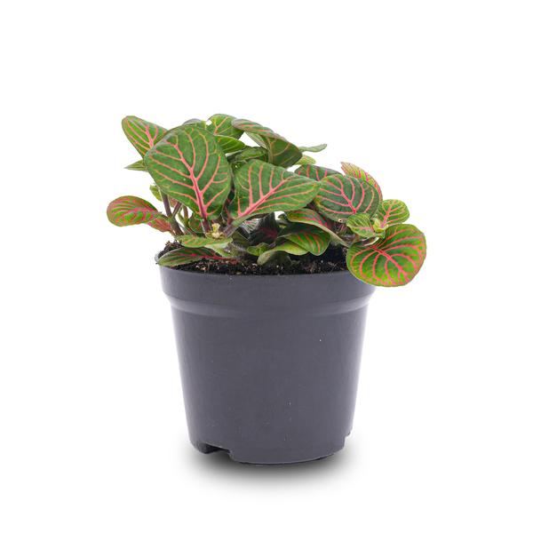Fittonia Bubble Red – Mosaikpflanze – Zimmerpflanze – Terrarienpflanze – Ø8,5 cm – Tropische Pflanze mit roten & grünen Blättern – Helles Plätzchen ohne direkte Sonne 