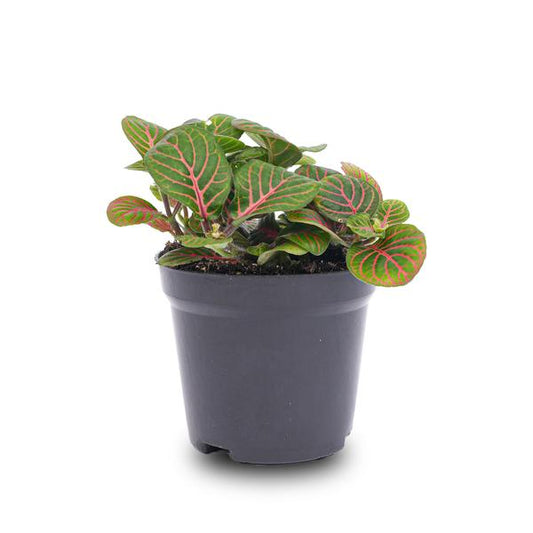 Fittonia Bubble Red – Mosaikpflanze – Zimmerpflanze – Terrarienpflanze – Ø8,5 cm – Tropische Pflanze mit roten & grünen Blättern – Helles Plätzchen ohne direkte Sonne 