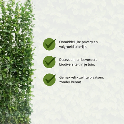 Hedera Hibernica - Efeu - Fertighecke - ↨150cm