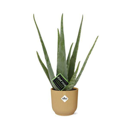 Echte Aloe - Aloe Vera - 12cm - Zimmerpflanze + Topf Vibes Fold 14cm Gelb