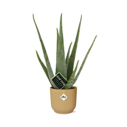 Echte Aloe - Aloe Vera - 12cm - Zimmerpflanze + Topf Vibes Fold 14cm Gelb