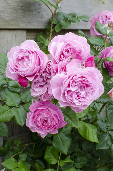 Kletterose - Rose Verrückt nach Liebe 'Pink' - ↨65cm - Ø15cm - 3 Stück 