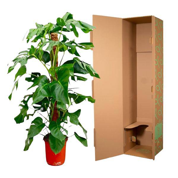 Fensterblatt – Monstera Pertusum – Zimmerpflanze – 120cm – Ø24cm – Tropische Grünpflanze mit großen Blättern für Wohnzimmer und Büro 