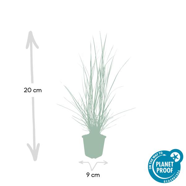 Pennisetum alopecuroides 'Hameln' – 12 Pflanzen – Lampenputzergras – Ziergras – Pflegeleicht – Sonnig & Halbschatten – Cremefarbene Blüten – Herbstblüher