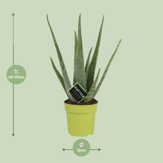 Echte Aloe - Aloe Vera - Zimmerpflanze - Ø12cm - ↕45cm 