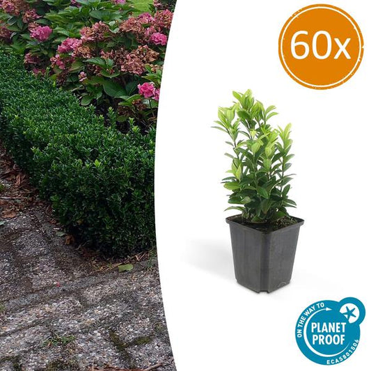 Japanischer Spindelstrauch Euonymus japonicus 'Green Spire' – 60 Pflanzen – ↕10-25cm – Ø9cm – Immergrüner Heckenstrauch & Solitärpflanze – Pflegeleicht & schnittverträglich – Sonne & Schatten