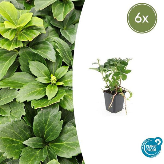 Japanischer Ysander Pachysandra terminalis – 6 Pflanzen – Immergrüner Bodendecker – Schattengarten – Pflegeleicht – Unkrautunterdrückend