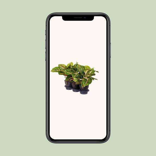Kolbenfaden - Aglaonema Frühling Rot - Zimmerpflanze - Ø19cm - ↕60cm