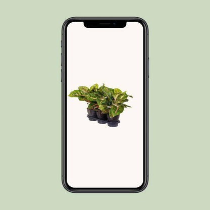Kolbenfaden - Aglaonema Frühling Rot - Zimmerpflanze - Ø19cm - ↕60cm