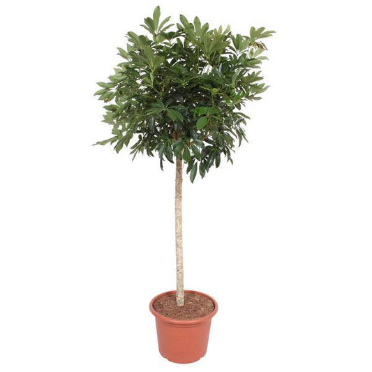 Strahlenaralie – Schefflera Arboricola Compacta – Große Zimmerpflanze 190 cm – Immergrün & Pflegeleicht – Ø45 cm Topf – Ideal für Büro & Wohnzimmer 