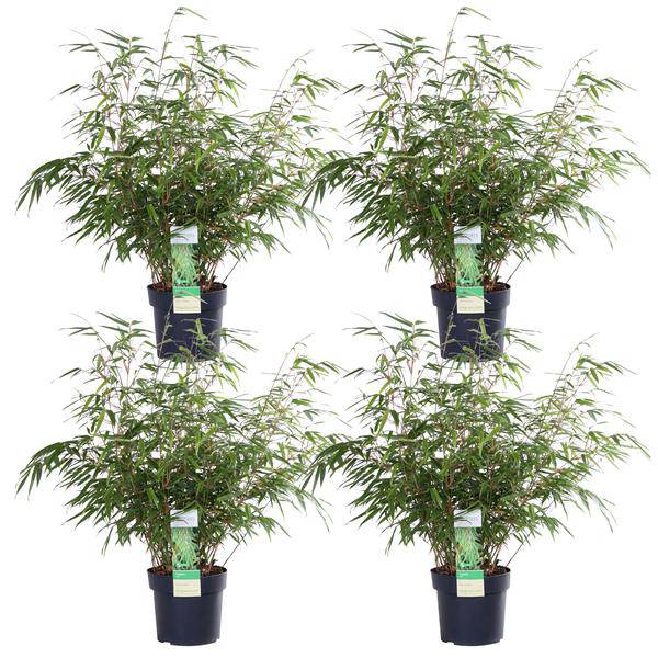 Schirmbambus - Fargesia rufa - ↨40cm - Ø19cm - 4 Stück