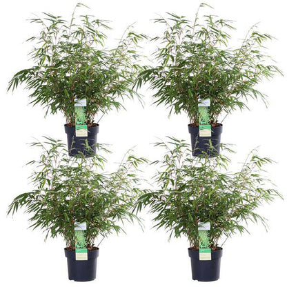 Schirmbambus - Fargesia rufa - ↨40cm - Ø19cm - 4 Stück