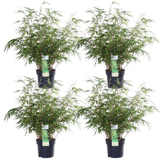Schirmbambus Fargesia rufa – 4er-Set – ca. 40cm hoch im Ø19cm – Immergrüner, nicht wuchernder Bambus – Für Sichtschutz, Terrasse & Balkon