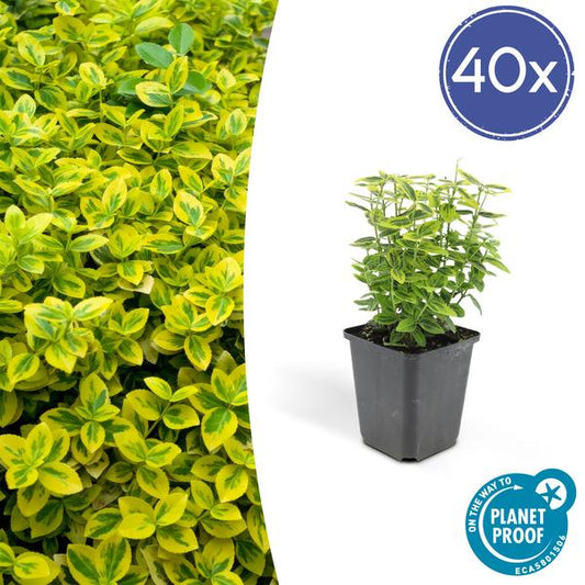 Spindelstrauch Euonymus fortunei 'Smaragd 'n Gold' – 40 Pflanzen – ↕10-25cm – Ø9cm – Immergrün & Pflegeleicht – Gelb-grünes Laub – Für Hecken, Beete & Solitär