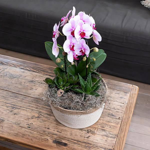 Kolibri Orchids | rosa Phalaenopsis Orchidee - Niagara Fall - Topfgröße Ø12cm | blühende Zimmerpflanze - frisch vom Züchter - Oasis of Life
